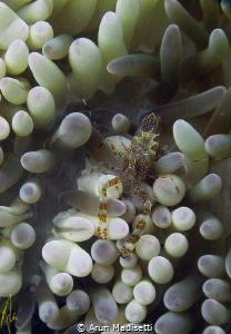 Brown shrimp on Sun anemone (SeaLife DC1400 no strobe) by Arun Madisetti 
